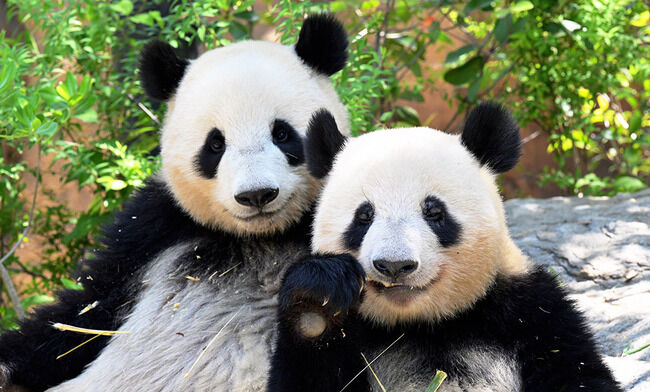中国人 パンダ 上野動物園 外交　日中関係に関連した画像-01