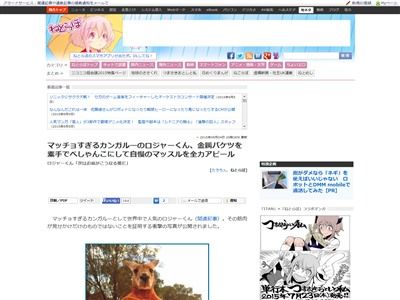 カンガルー マッチョ ロジャーくんに関連した画像-02