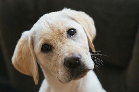 犬　首　知能　ボーダー・コリー　ハンガリー　に関連した画像-01