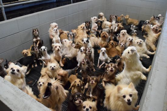 韓国 史上最悪 動物虐待 犬 1200匹 餓死に関連した画像-01