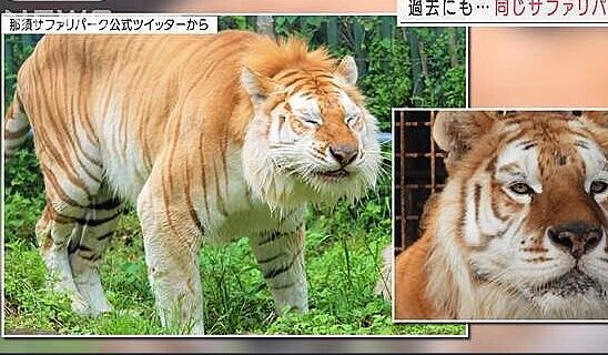 女性飼育員 栃木 那須サファリパーク トラ 手首に関連した画像-01