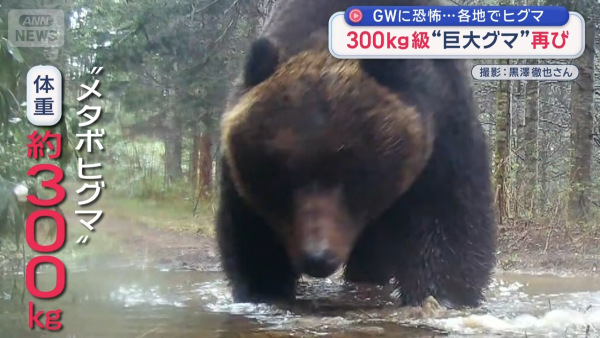 ヒグマ 北海道 クマ出没 ネットの反応 猟友会 共存 興部町 怪物 画像 動画に関連した画像-04