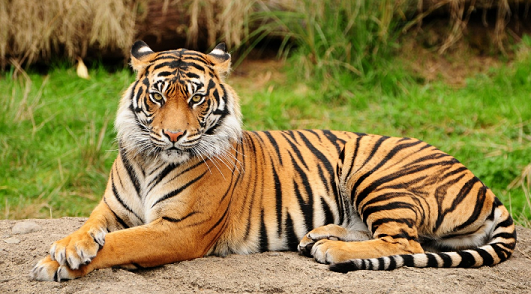 トラ 動物園 新型 コロナウイルスに関連した画像-01