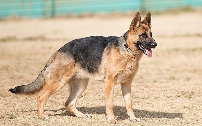  ͳƻ ѡ ɡ٥ޥ åȥ磻顼 æ˴Ϣ-03