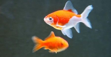 サイコパス　動物虐待　金魚　酒鬼薔薇　ネットの反応　戦慄　育児　怖い話　マクドナルドの3兆候に関連した画像-01