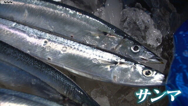 サンマ 秋刀魚 水揚げ量 1% 絶滅に関連した画像-01
