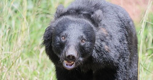 東京　クマ　多摩　明星大学に関連した画像-01