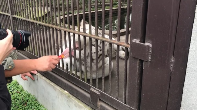 ちゅ〜る ライオン トラに関連した画像-03