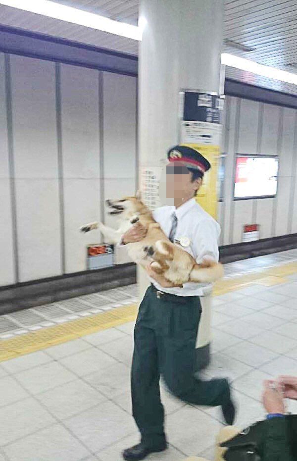 柴犬 逮捕 無賃乗車 キセル パトカーに関連した画像-04