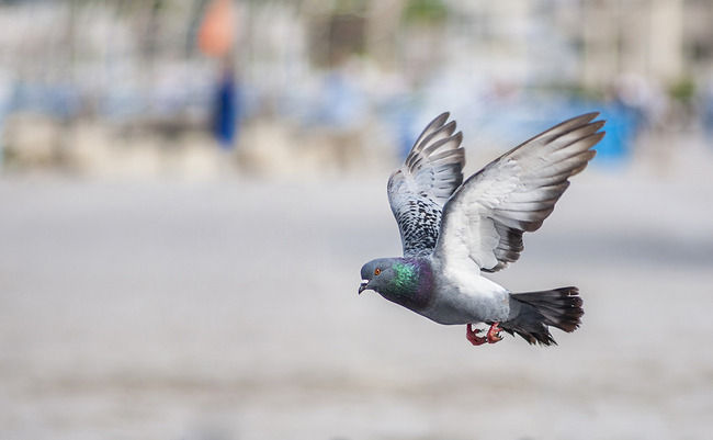 ハト 鳩 フン シミュレーターに関連した画像-01