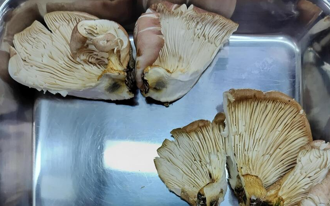 男性　山菜　キノコ　AI　判定　毒キノコ　嘔吐　入院　快復に関連した画像-01