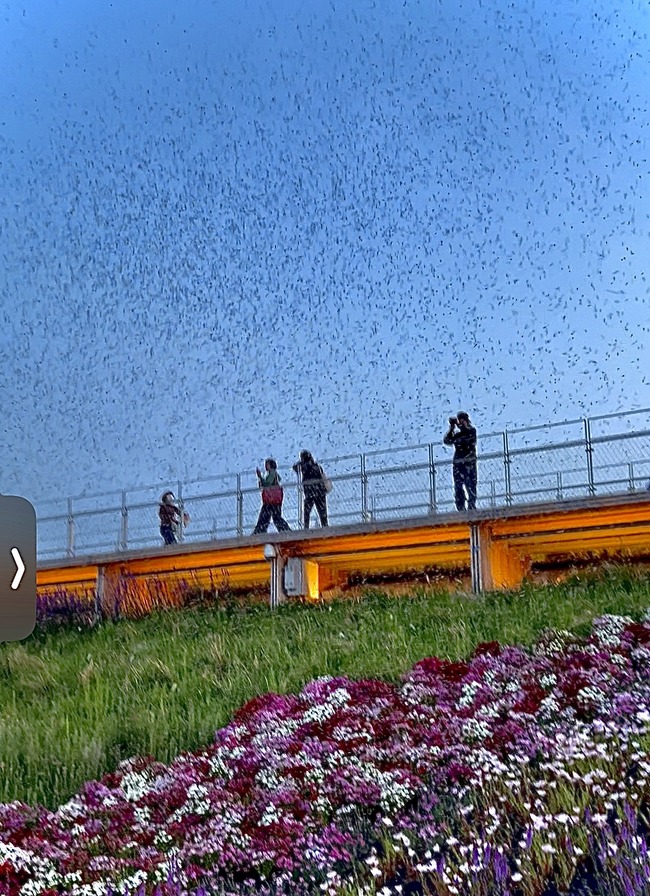 大阪万博 大屋根リング 虫 大量発生 ユスリカ 羽虫に関連した画像-02