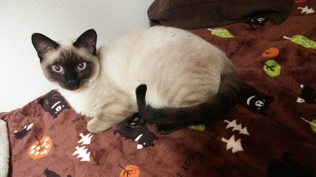 衝撃 俺らがずっと シャム猫 だと思ってたネコ シャム猫じゃなかった オレ的ゲーム速報 刃