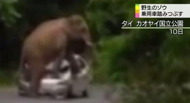 ゾウ2