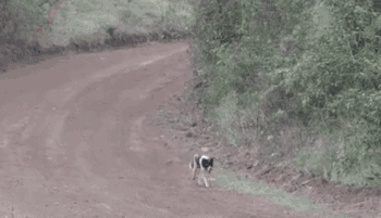 レース真っ最中のラリーコースに犬が侵入 後ろから猛スピードで車が接近 その場の全員が最悪の結末を想像したが オレ的ゲーム速報 刃 レース真っ最中のラリーコースに犬が侵入 後ろから猛スピードで車が接近 その場の全員が最悪の結末を想像したが オレ的ゲーム速報 刃