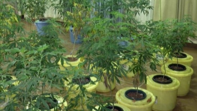 北九州 ホテル 栽培 大麻 末端価格 4500万円 逮捕 経営者に関連した画像-04