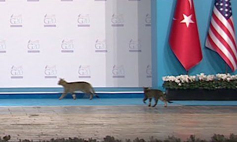 G20 侵入者 猫に関連した画像-01