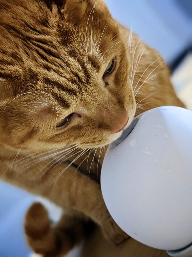 加湿器 100均 水 猫 飲む 陶器 水飲みに関連した画像-03