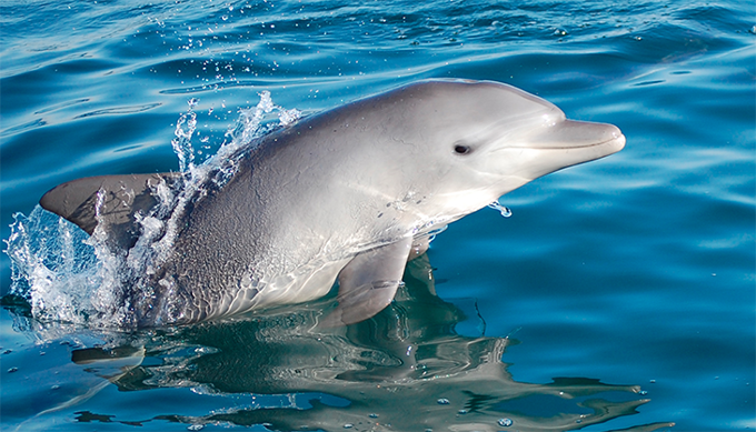 イルカ　野生　水晶浜海水浴場　警察　美浜町　福井県に関連した画像-01
