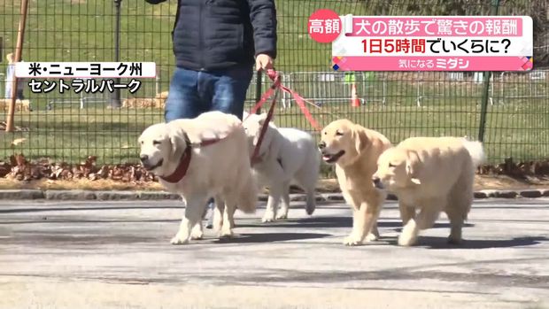 アメリカ　犬　散歩　年収　1500万円に関連した画像-01