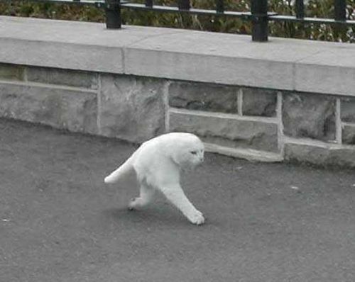 google-street-view-cat2