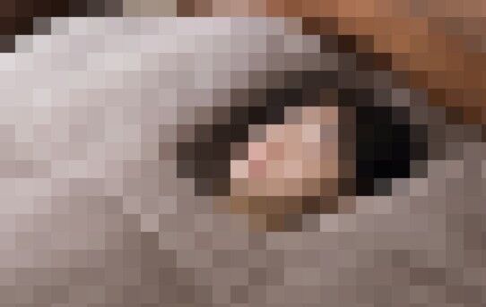 ニトリ、天才的毛布を発明してしまう「まじで最高」「ダサいけど本当にほしかったやつ」