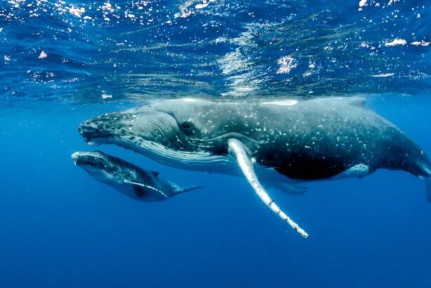 クジラ　ホエールウォッチングに関連した画像-01