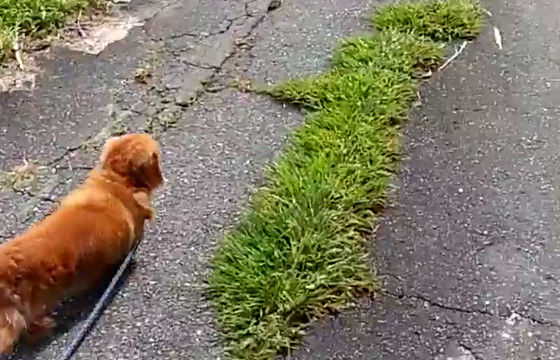 散歩中いきなり飼い主が倒れたら犬はどんな反応をするのか 実際に検証した動画が話題に オレ的ゲーム速報 刃 散歩中いきなり飼い主が倒れたら犬はどんな反応をするのか 実際に検証した動画が話題に オレ的ゲーム速報 刃