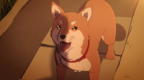 通販 犬 ケージ 巨大 鍋 誤配送に関連した画像-01