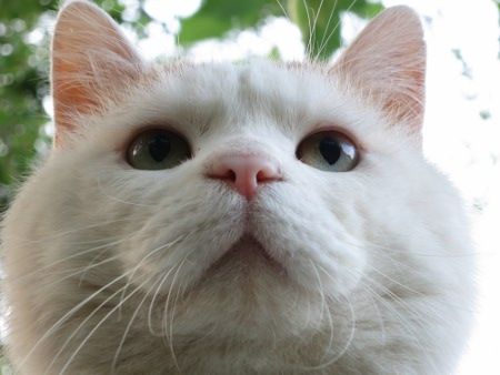 ウィスカーパッドに関連した画像-03