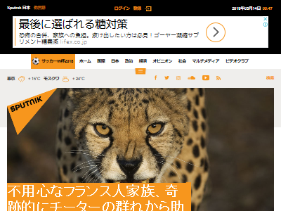 サファリパーク　フランス　チーターに関連した画像-02