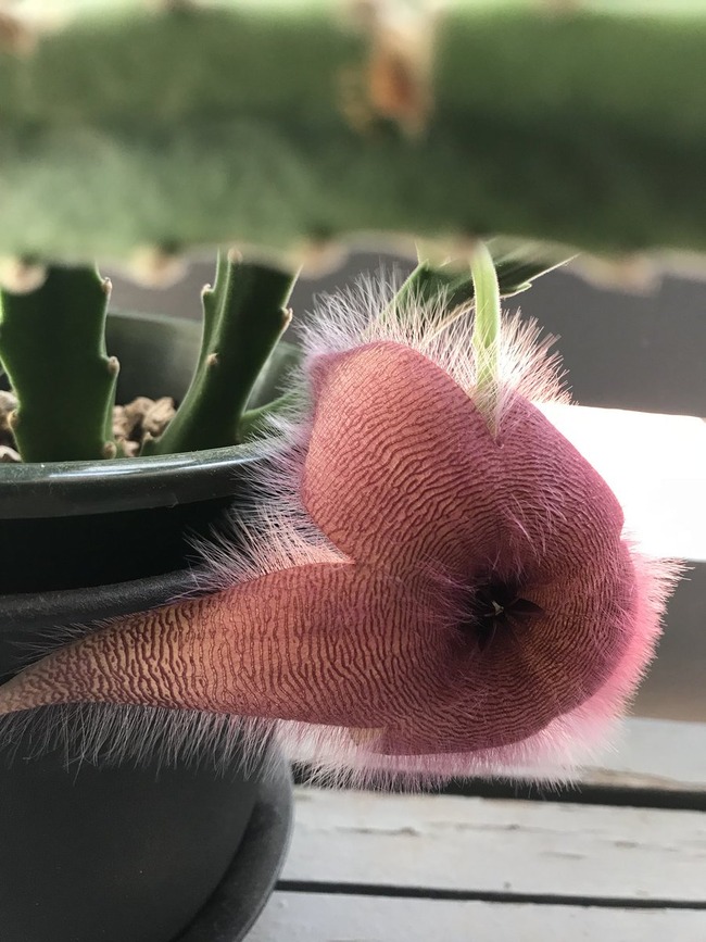サボテン オオバナサイカク 腐肉植物に関連した画像-04