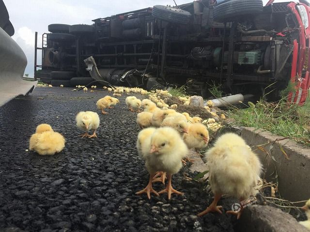 路上でトラックが倒れて数万羽もの ひよこ が散乱 湧き出た付近住人による争奪戦へwwwwwww オレ的ゲーム速報 刃 路上でトラックが倒れて数万羽もの ひよこ が散乱 湧き出た付近住人による争奪戦へwwwwwww オレ的ゲーム速報 刃