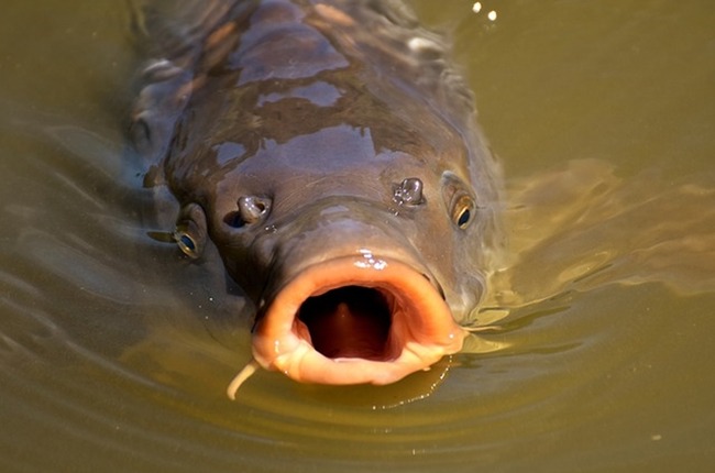 日本人 鯉 食文化 中国 川魚 寄生虫に関連した画像-01