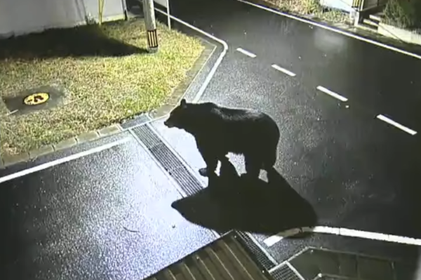 宮城県　女川町　熊　クマ　目撃　出没　生成AI　フェイク画像に関連した画像-01