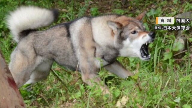 凶暴な犬 野犬 狩猟犬 四国犬 対峙 対策 無理ゲーに関連した画像-01