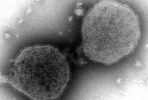 新型コロナウイルス　RSウイルス　子ども　大作に関連した画像-01