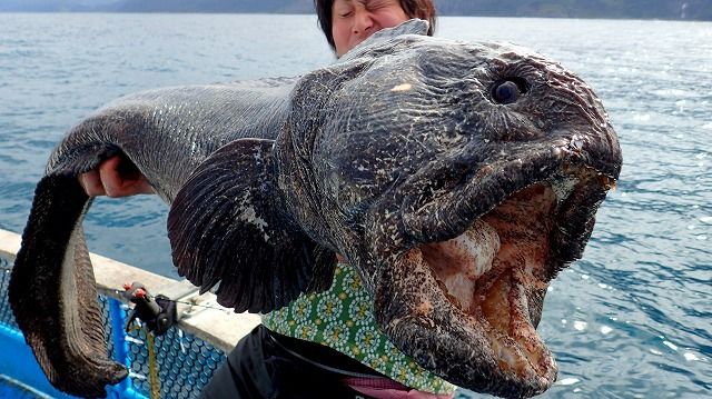 TOKIO オオカミウオ 幻の魚に関連した画像-03
