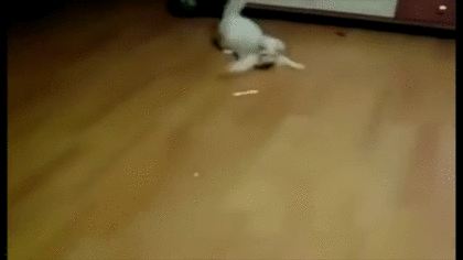 アメリカ 女性 拳銃 レーザーサイト 誤射 友人 男性 太もも 命中に関連した画像-01