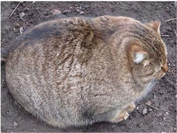 未確認生物 太りすぎてネコではない何かになりかけているネコが話題にｗｗｗｗｗｗｗｗｗｗｗ オレ的ゲーム速報 刃