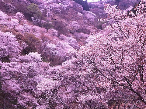 突然ですがここで最近話題の 千本桜 の正しい歴史を振り返ってみましょう オレ的ゲーム速報 刃 突然ですがここで最近話題の 千本桜 の正しい歴史を振り返ってみましょう オレ的ゲーム速報 刃