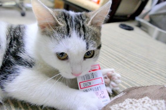 d-neko36900_1189
