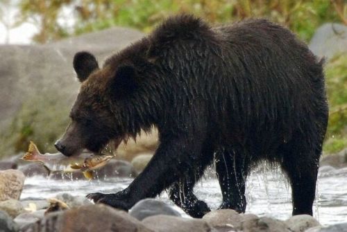 緊急銃猟　クマ　擁護　不売運動　動物愛好家　農産物に関連した画像-01