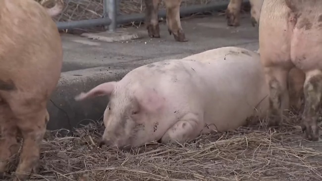 �֥���æ���������桡�ȥ�å�����ƻ�������쥤�󥿡��նᡡ���θ������Ԥ˴�Ϣ��������-05