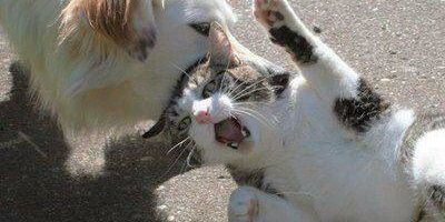 猫vs犬はどっちが強いのか 専門家によると3次元的に動ける猫の方が有利と判明 オレ的ゲーム速報 刃 猫vs犬はどっちが強いのか 専門家によると3次元的に動ける猫の方が有利と判明 オレ的ゲーム速報 刃