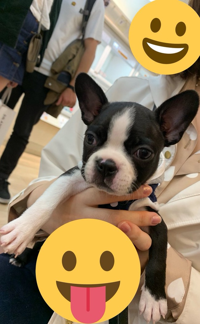 超人気youtuber 子犬を飼いました 飼い主が見つからなくて保健所に行くのかわいそうだから引き取った しかしとんでもない嘘が判明してしまう オレ的ゲーム速報 刃 超人気youtuber 子犬を飼いました 飼い主が見つからなくて保健所に行くのかわいそうだから引き取った しかしとんでもない嘘が判明してしまう オレ的ゲーム速報 刃