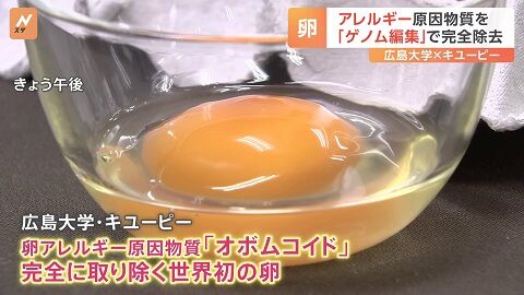アレルギー 卵 ゲノム編集 広島大 キユーピー 遺伝子に関連した画像-01