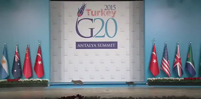 G20 侵入者 猫に関連した画像-03