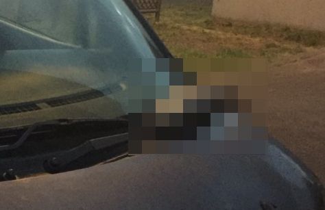車 ワイパー 鮭に関連した画像-01