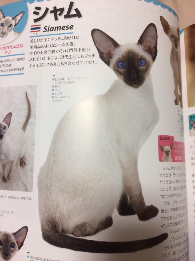 衝撃 俺らがずっと シャム猫 だと思ってたネコ シャム猫じゃなかった オレ的ゲーム速報 刃